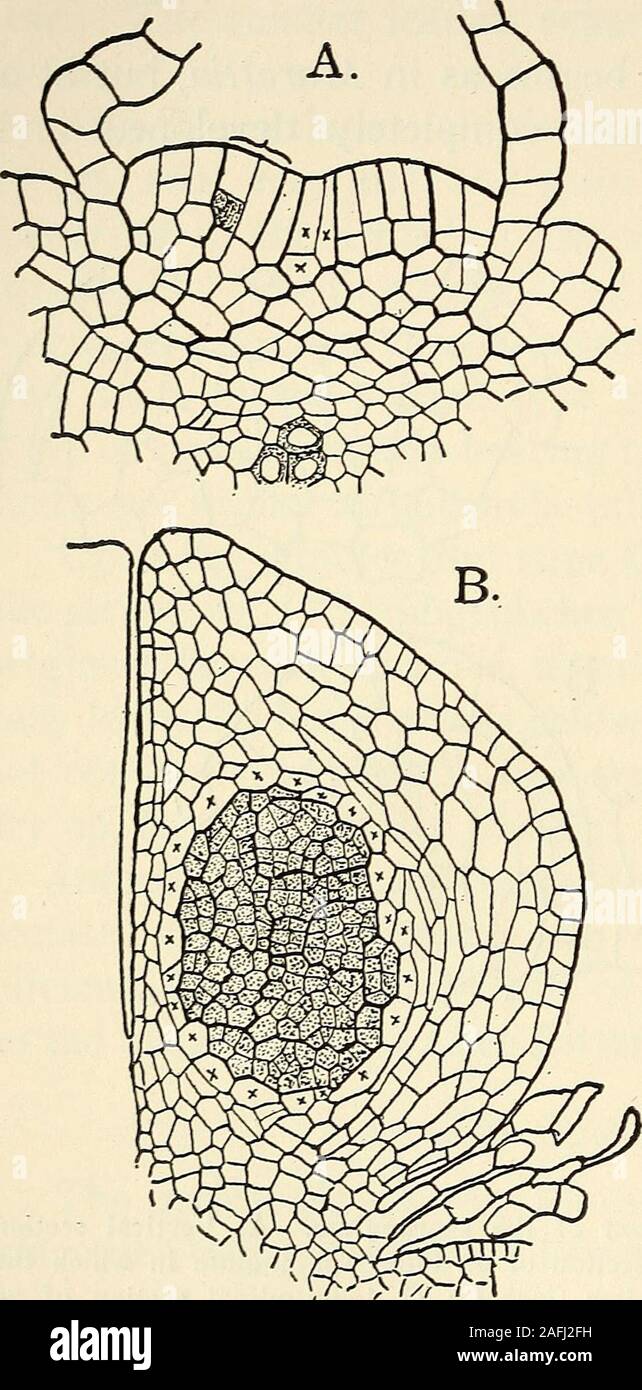 . The structure and development of mosses and ferns (Archegoniatae). The top of thesporangium and the innerwall are composed of but onelayer of cells (exclusive ofthe tapetum), which are flatand more delicate than thoseupon the outer side. Nearthe top on its outer side is atransverse line of cells withthickened darker walls, whichproject somewhat above thelevel of the others. This isT7 , ,. ^. ^ . , ^ the annulus or ring, and re- xiG. 165.—Marattia fraxmea. A, Transverse ° section of young synangium, X225; B, SCmblcS cloSCly that of Os- similar section of an older synangium, ^^i^j^da. Lining t Stock Photo