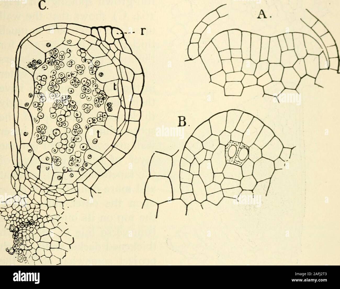 . The structure and development of mosses and ferns (Archegoniatae). s : Tn Marattia the first differentiation of the spo-rangium begins while the young leaf is still rolled up between thestipules of the next older one. The tissue above the fertile veinis more strongly developed than the adjoining parenchyma, andforms an elevated cushion parallel with the vein. This is thereceptacle, which develops two parallel ridges, separated by acleft. These two ridges grow up until they meet, and theiredges grow together and completely close the cleft which lies VIII MARATTIALES 293 between. In each half Stock Photo