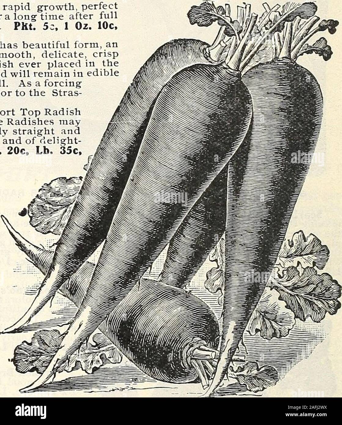 . J. Bolgiano & Son : 1818 1904. *?*<*****r*********?*$. NEW GLASS RADISH. NEW WHITE STRASBURG RADISH. §pffip BOLGITINOS NEW GL71SS RHDISH. Quick growth, small top, bright color. The best forcing Radish. This brilliant,uniform Radish is not so large as the Long Scarlet Radish, but is similiar in form;holds its size without losing its nice proportions; is slow to run to seed. Marketgardeners find it satisfies the market demand, and sells better than other longRadishes. Plant at once and see what a good Radish it is. For sale in our sealedpackages. PKt. 5c, Oz. 10c, 1/4 Lb. 15c, 1/2 Lb. 25c, Stock Photo