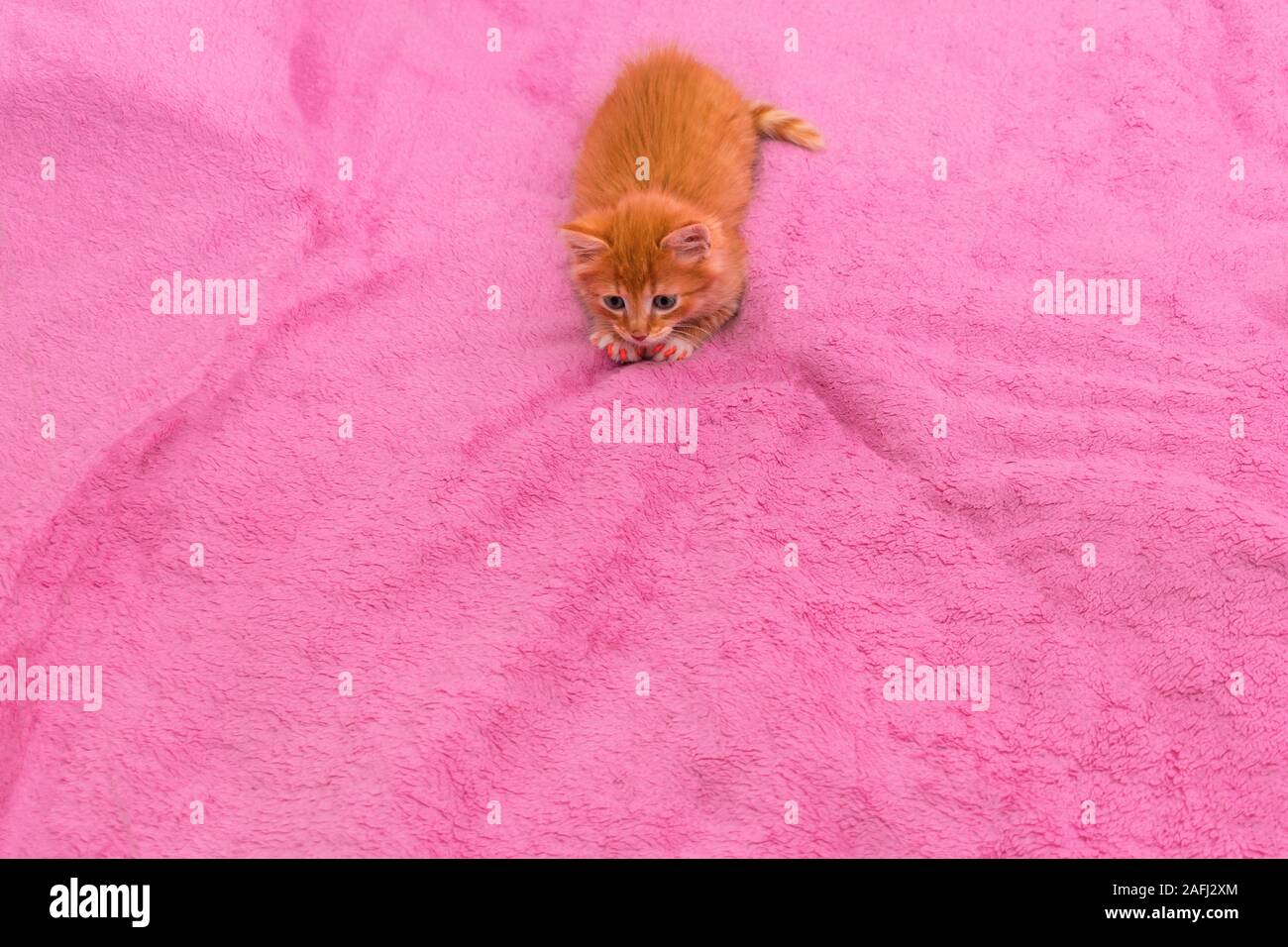 A red kitten on a pink blanket is trying to catch something invisible. The kitten is getting ready to jump. Vertical photo. Copy space Stock Photo