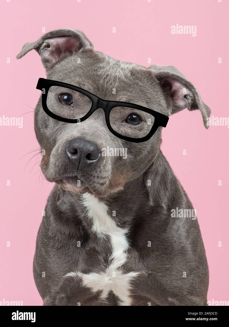 Portrait of a Pit-bull terrier dog at a pink background wearing black glasses  in a vertical image Stock Photo - Alamy