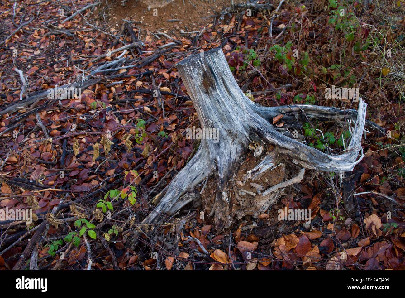 root of cut tree in forest on wet leaves Stock Photo