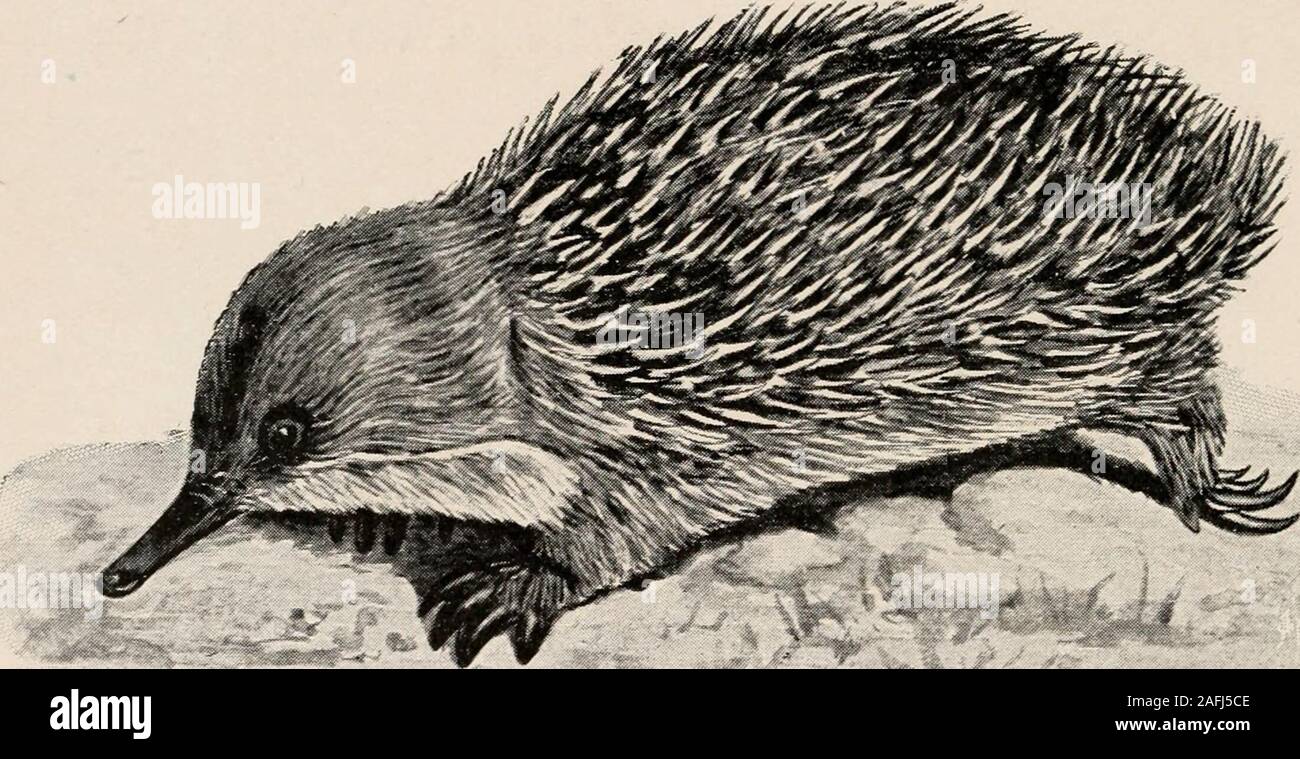 Introduction to zoology; a guide to the study of animals, for the use of secondary schools;. FIG. 296. — Ortiithorhynctius atiattnus, the duckbill. After Vogt and Specht. avarice of fur hunters - - Introduction to zoology; a guide to the study of animals, for the use of secondary schools;. FIG. 296. — Ortiithorhynctius atiattnus, the duckbill. After Vogt and Specht. avarice of fur hunters - -