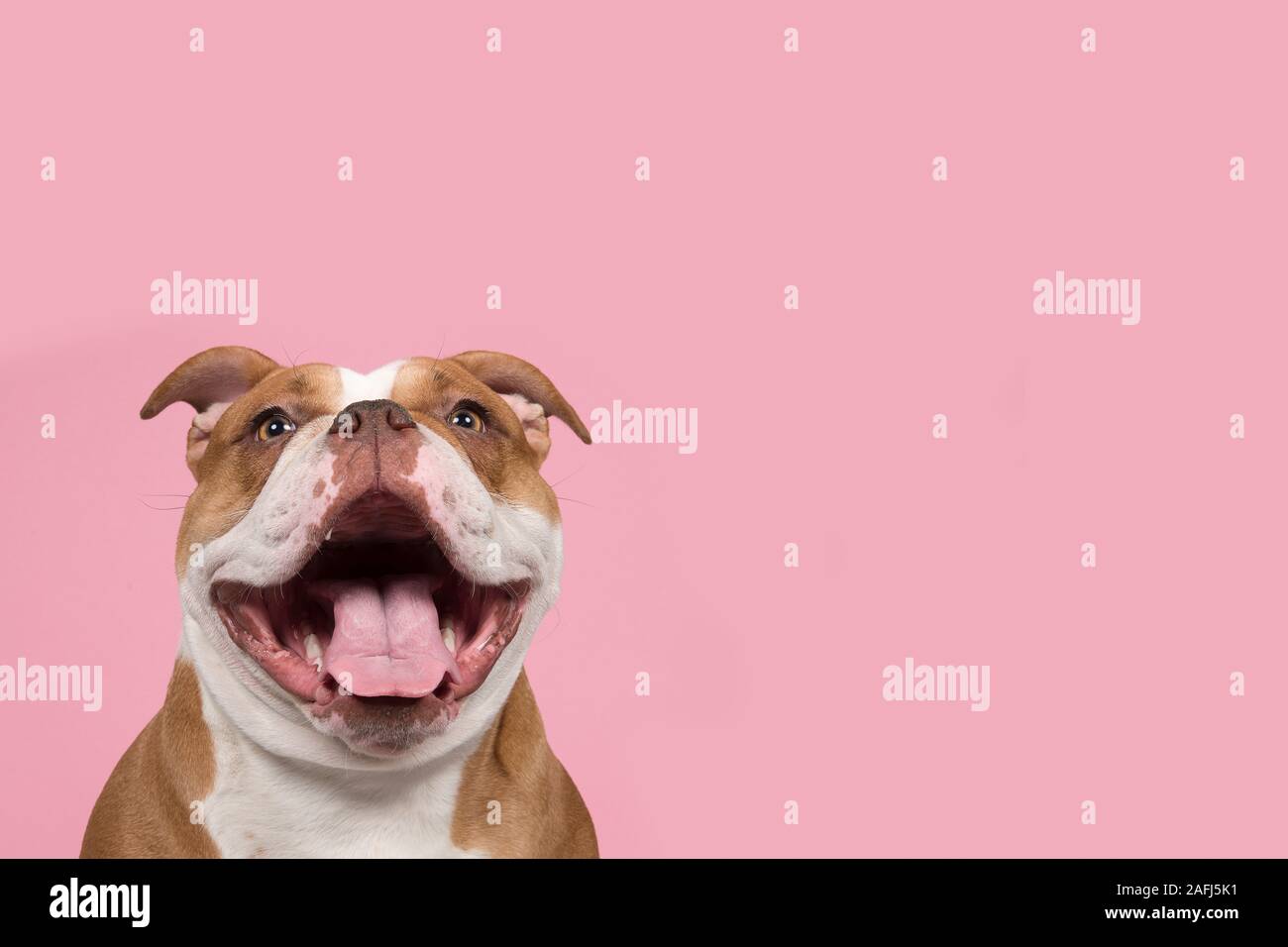 Funny portrait of an old english bulldog with a huge smile on the corner of the image on a pink background with copy space Stock Photo