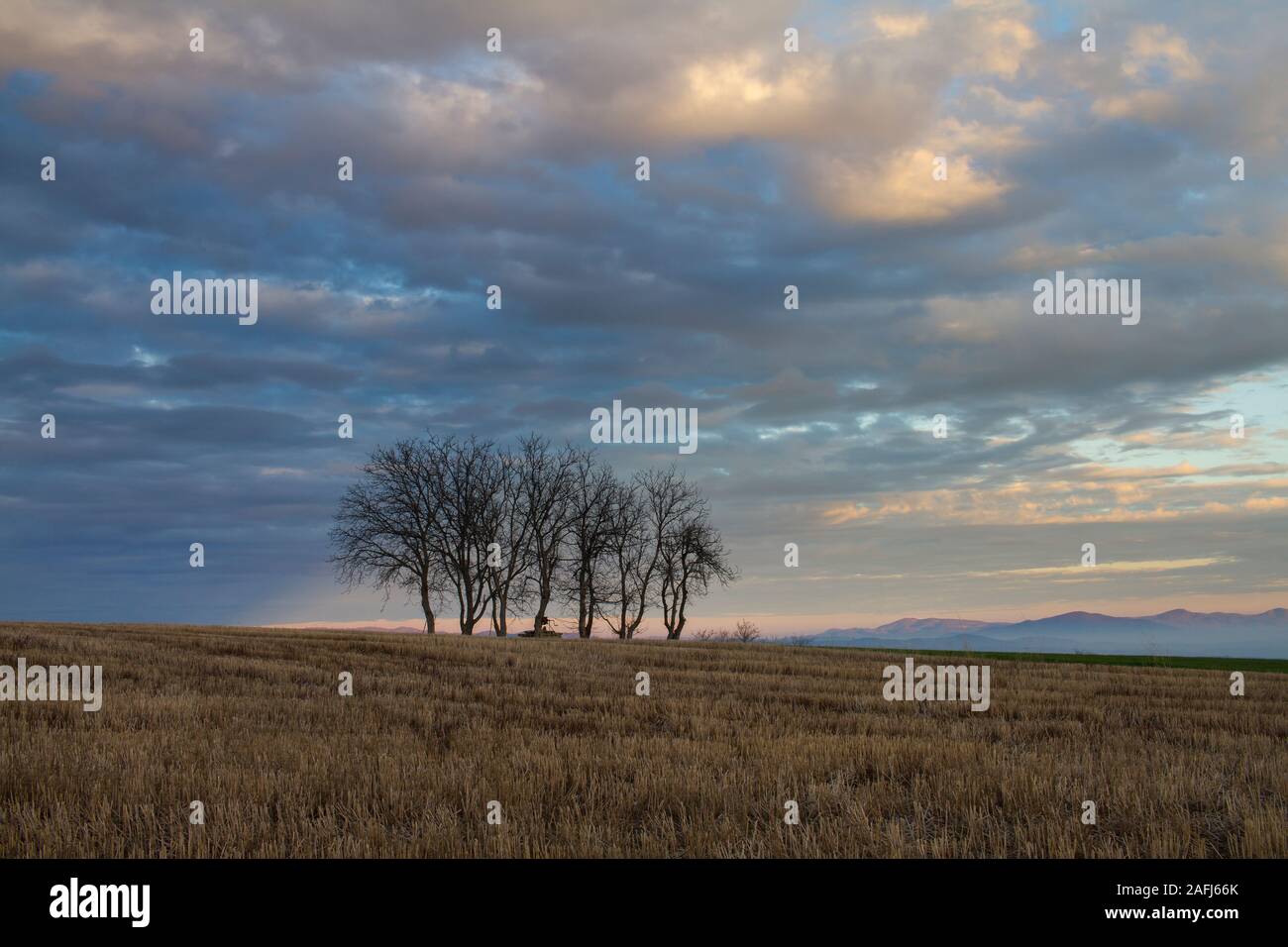 Leafless Group High Resolution Stock Photography and Images - Alamy