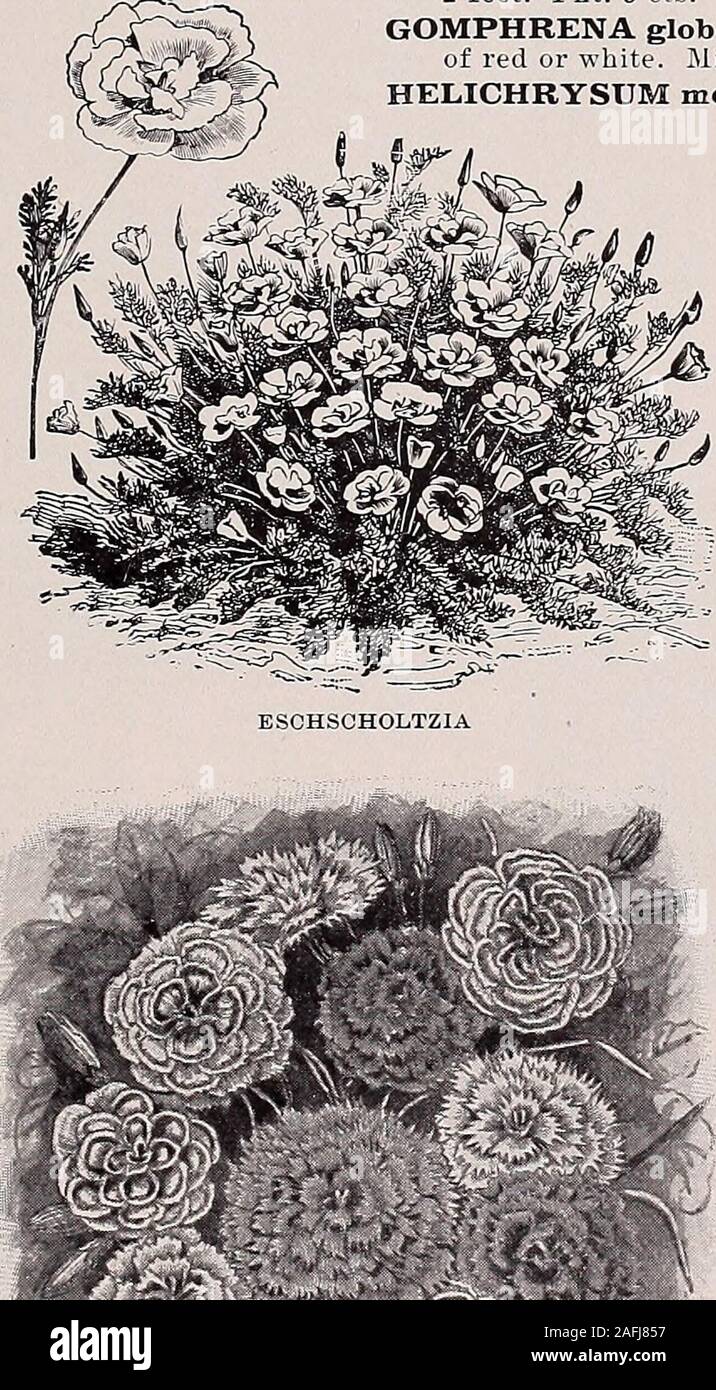 . Beckert's garden, flower and lawn seeds. Pink). Thelarge flowers vary in color from lilac andcrimson to maroon, edges usually fringedwhite. Double Mixed, pkt. 5cts.,oz. $1. Laciniatus (Fringed Pink). Flowersvery deeply fringed, ranging in variouscolors, with a circle of rich crimson aroundthe eye. Double Mixed, pkt. 5 cts., oz.$1. Single Mixed, pkt. 5 cts., oz.60 cts. Imperialis (Double Imperial Pink).Large variegated flowers, produced ina wide range of colors. Pkt. 5 cts., oz.50 cts. ESCHSCHOLTZIA (California Poppy) Flowers in rich hues of orange, yellow,scarlet, creamy white, crimson and c Stock Photo