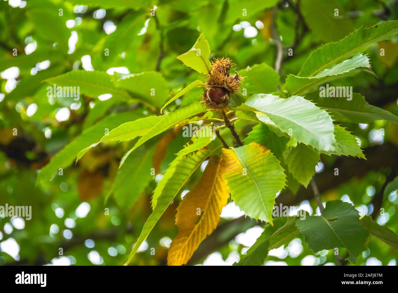 Nuts of Castanea sativa Miller, or sweet chestnut, is a species of flowering plant in the family Fagaceae. Stock Photo