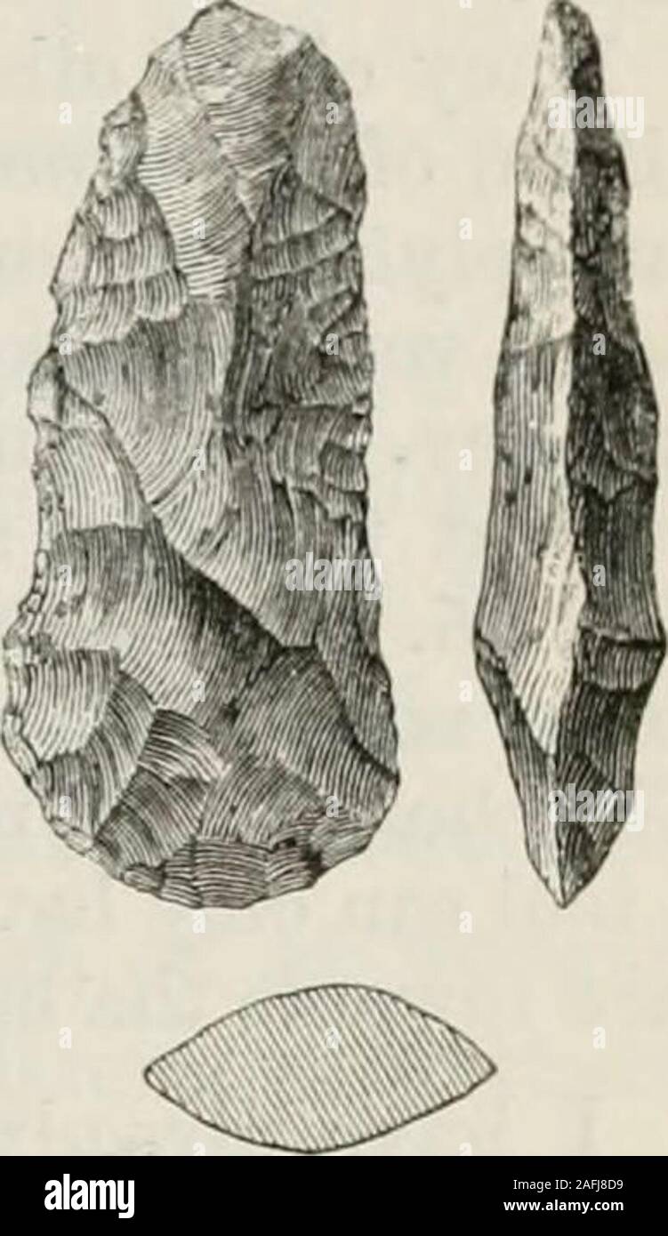 . The ancient stone implements, weapons, and ornaments, of Great Britain. Fig. 23.Pieach Fen, Cambridge. THE COMMON FORMS. G!). 24. - iScamridge,Yorkshire. Others, S^ aud 7^ inches long, found at Bohuer, near Fahner, and onthe South Downs, are in the Lewes Museum. Ihave seen a large celt of this section, hut with flatteredge and straighter sides, which was found in peatat Thatcham, near Newbury, Berks. It was 8 incheslong and 2i^ broad. Of the same class is a celtfound near Norwich, engraved in the OeoJoi/ist.* 1 have seen several other specimens from Norfolk,as well as fiom Wilts, Cambridges Stock Photo