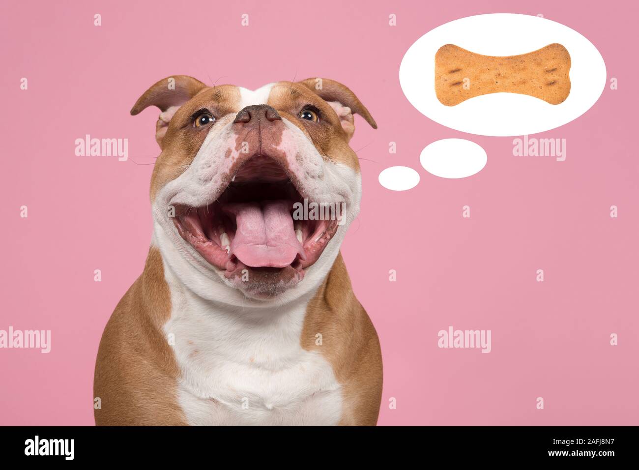 Funny portrait of an old english bulldog with its mouth open thinking of a bone shaped cookie in a thought cartoon balloon on a pink background Stock Photo