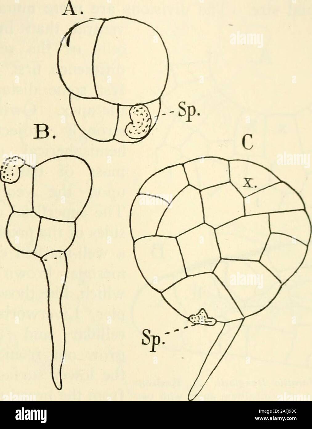 . The structure and development of mosses and ferns (Archegoniatae). apical cell from whichthe young prothallium for a long time grows (Fig. 149), muchas in Aneura. This type of prothallium, according to Jonkman,is commoner in Marattia than in Angiopteris^ where more com-monly a cell mass is the first result of germination. This latteris usually derived from the form where a rhizoid is developedat first. In this case only the larger of the primary cells givesrise to the prothallium. In the larger cell, divisions take placein three directions and transform it into a nearly globular cell VIII MA Stock Photo
