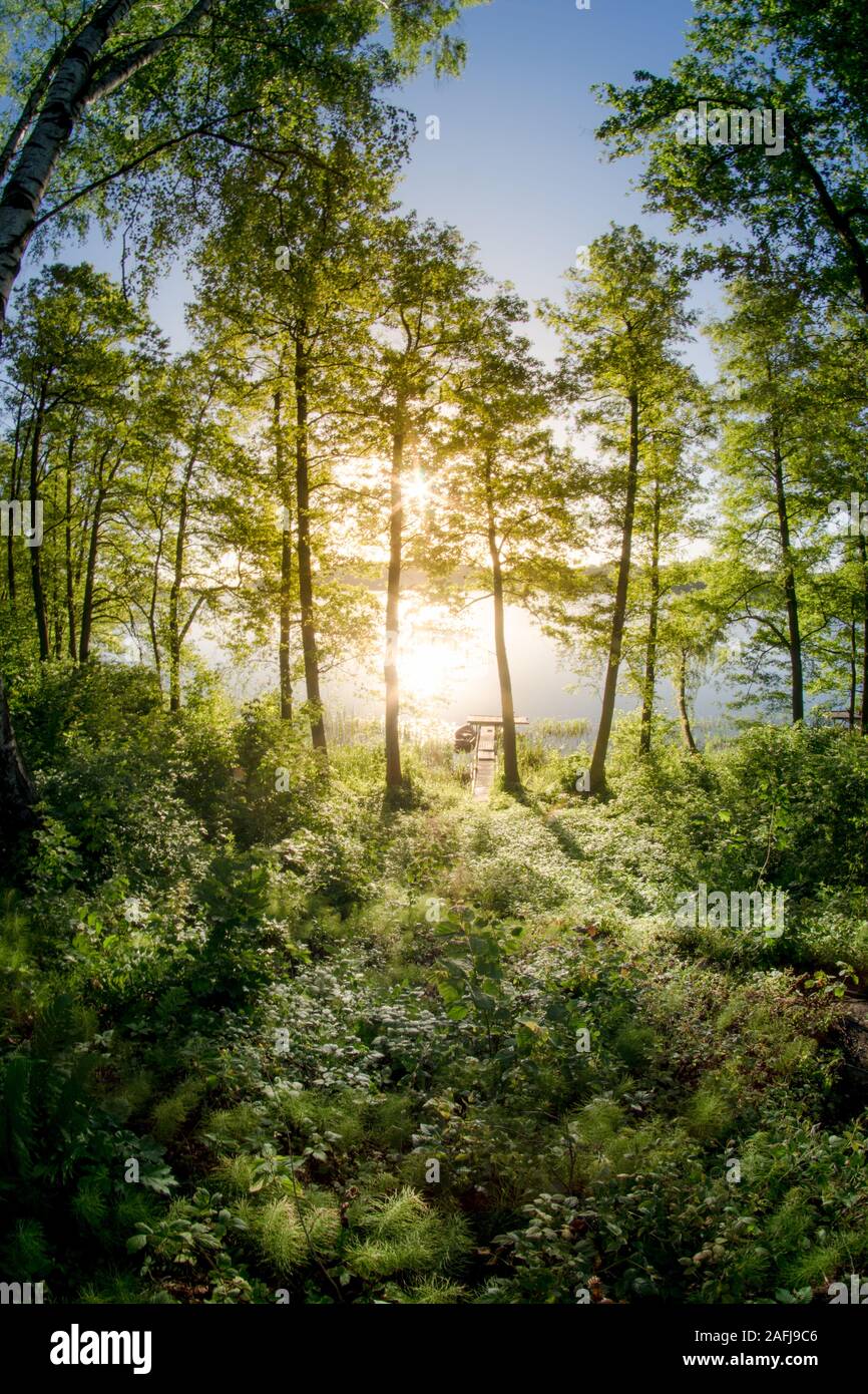 Natural forest in the warm light of the morning sun Stock Photo