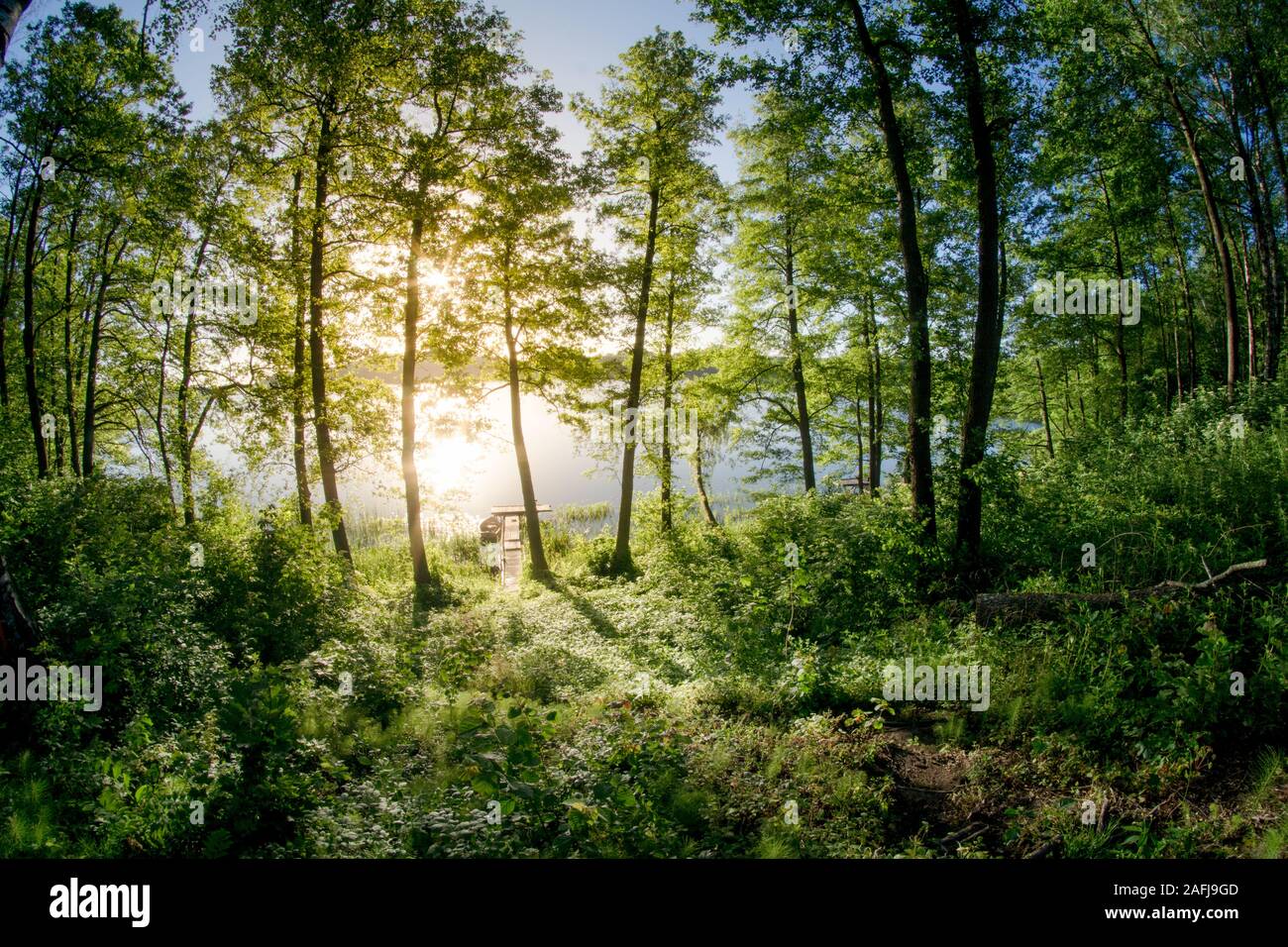 Natural forest in the warm light of the morning sun Stock Photo