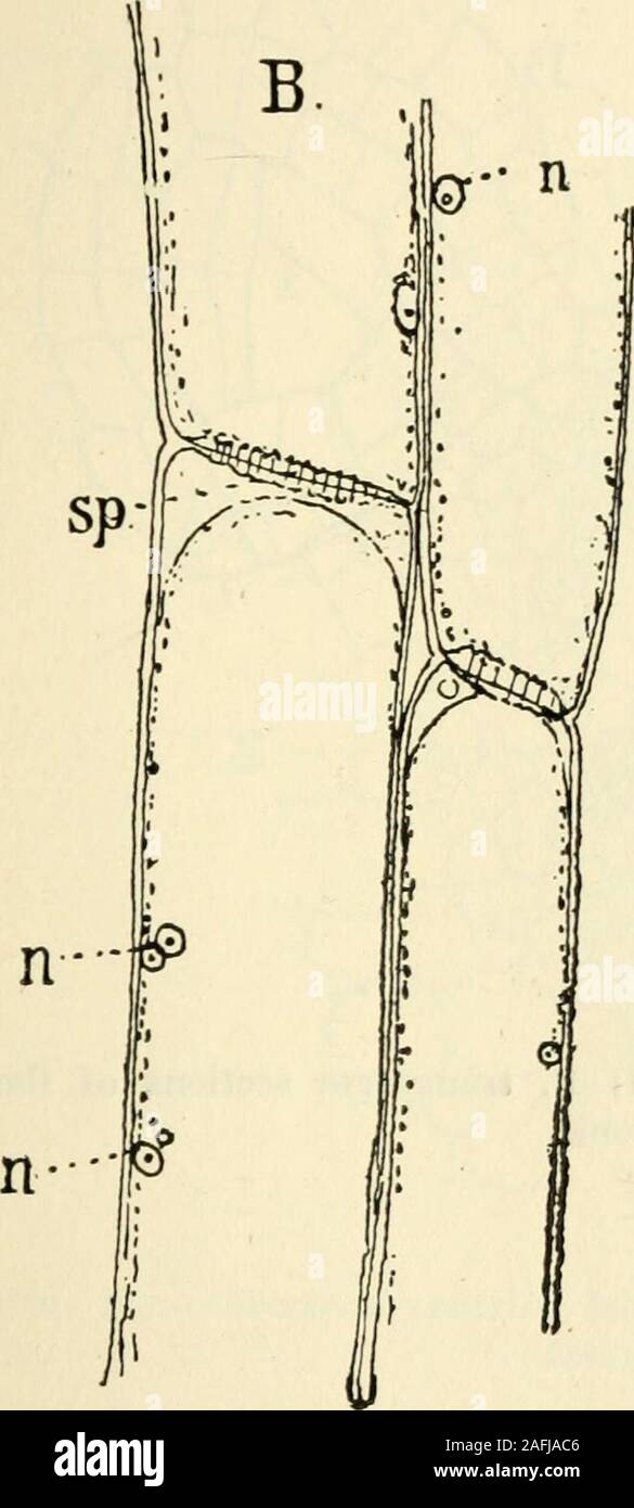. The structure and development of mosses and ferns (Archegoniatae). hat of the trueFerns. In B. lunaria the bundle has the phloem only perfectlydeveloped on its outer side and approaches the collateral form.B. ternatum and B. lunaria, while having concentric bundles,also have the phloem more strongly developed on the outer side.The tracheary tissue is much like that of the stem, but thetracheids are smaller and the walls thinner. The smaller tra-cheids show reticulate markings. VII PTERIDOPHYTA—FIUCINEAI—OPHIOGLOSSACEJE 265 The phloem is composed also of the same elements, largesieve-tubes, a Stock Photo