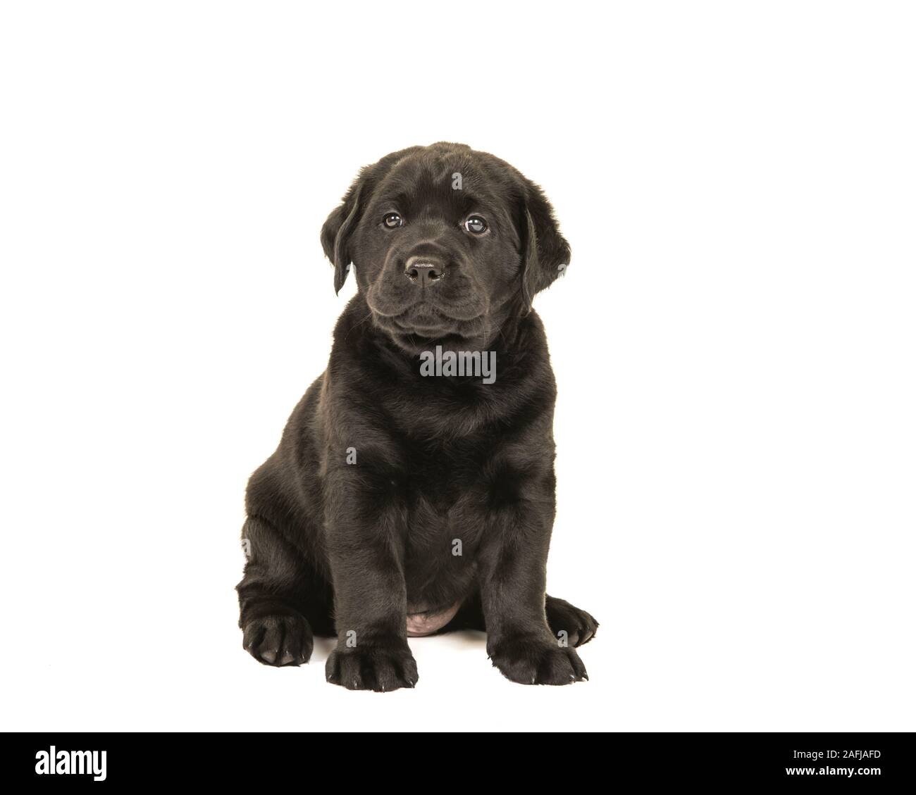 Cute sitting black labrador retriever puppy isolated on a white ...