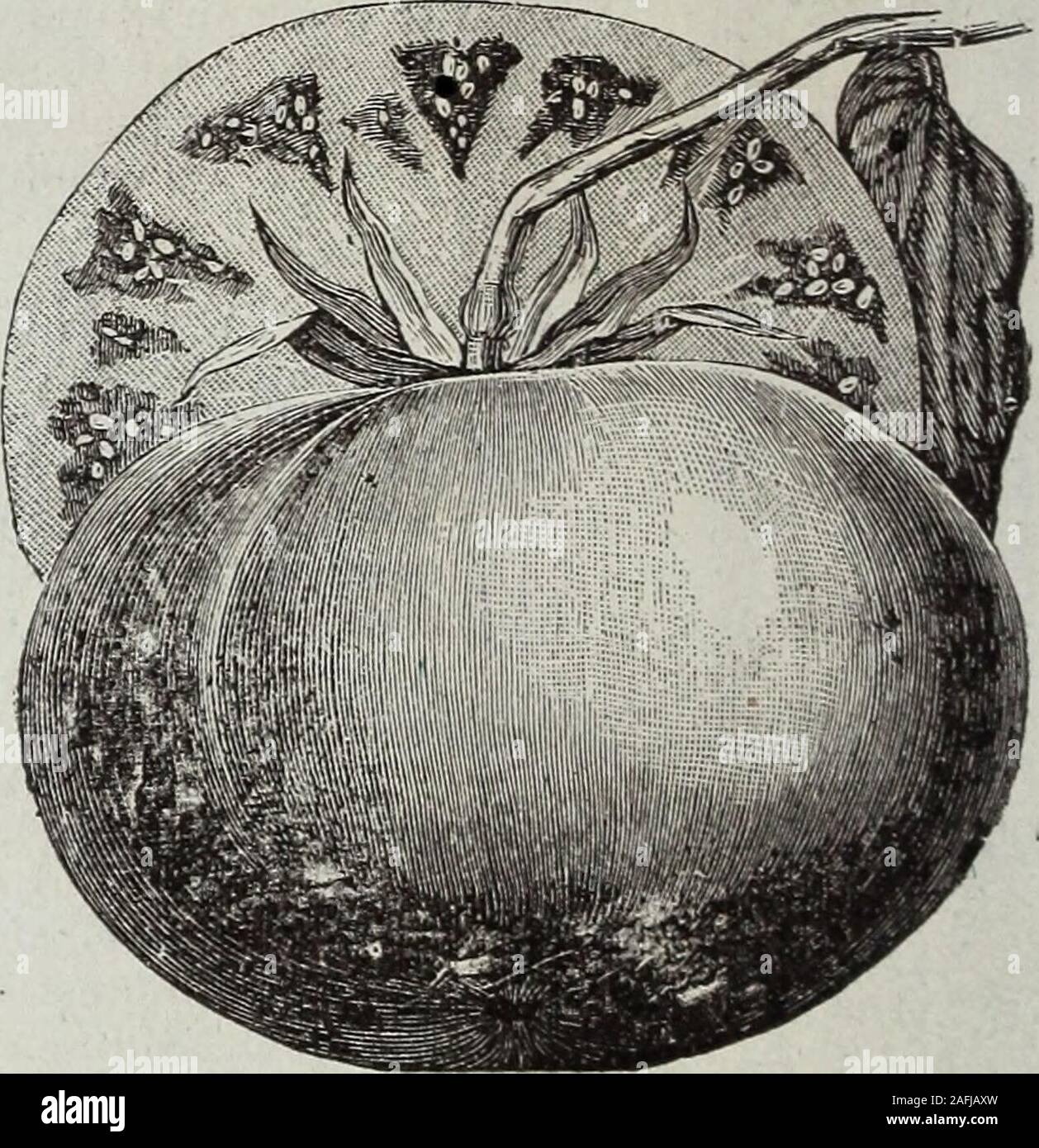 . Cole's garden annual. ality. Be-ing a hybrid it produces little seed, sometimes-only one seed to a fruit. From its compact habitit will make a fine pot plant, and no doubt forcereadily and profitably. All growers should try itPer pkt., 10 cts.; 3 pkts., 25 cts.; oz., 40 cts. IGNOTlJM TOMATO. This variety, which is the result of great pains andand skill, is the nearest perfection of all, either forfamily or market use. It is large, smooth, heavyand solid; of a very deep red handsome color: itripens perfectly up to the stem, and is remarkablyfree from cracking or rotting. The flesh is of thefi Stock Photo