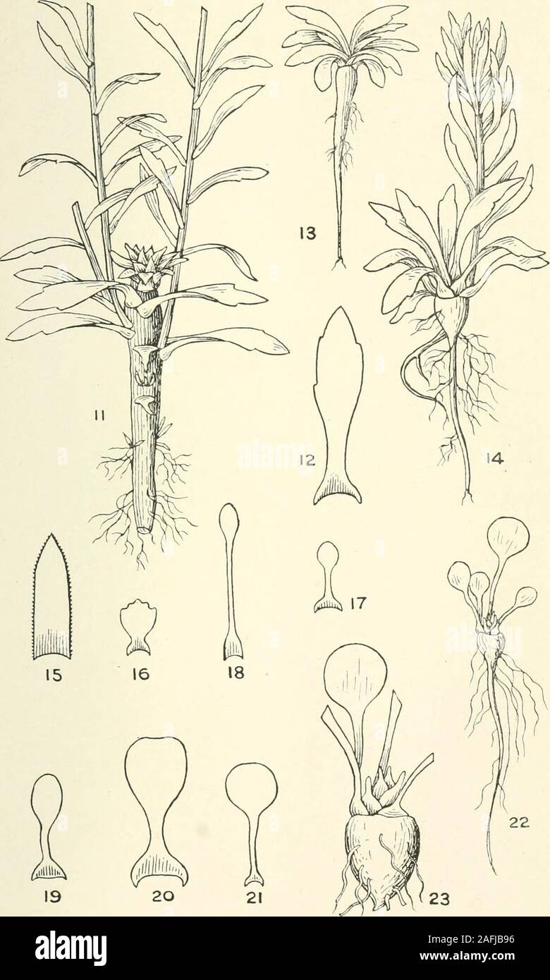 . Transactions and proceedings of the Botanical Society of Edinburgh. R. Lloyd Pkakger. Trans. Bot. Soc. £dia.] [Vol. XXVll. PI. IV.. 19 20 R. Lloyd Prakgek. 1916-17. BOTANICAL SOCIETY OF EDINBURGH 119 Tig. 11. Sedum crassipes, &gt;) 14. „ ,, „ 15. Sedum Balfouri, 16! Sedum17. Sedum pachyclados,Karpelesae, 18. Sedum Levii, 19. Seduin Farreri, 20. Sedum sp. (Ward, 764) 21. Sedum bupleuroides, 22. „ „23 Plate IV. sucker. ^ • ,, , cauclex-leaf of same, p seedling, three months, j •,, , four months, j- leaf of rosette, after drawing by R.Hamet in Herb. Edinburgh. . leaf of rosette. . leaf of ros Stock Photo