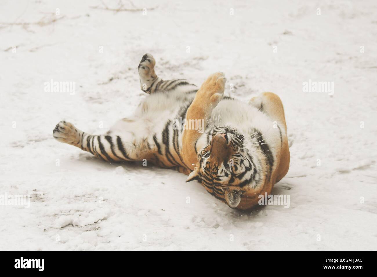 North china tiger hi-res stock photography and images - Alamy