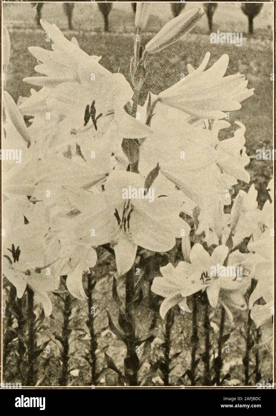 . Farquhar's autumn catalogue : 1913. LILIUM LONGIFLORUM. {Japan Grown.) Qiganteum. The flowers are of large size, perfect in form and of superior substance;stems blackish. Bulbs, 7 to 9 in. circ.15c. each; $1.50 per dozen; $10.00 per100. Bulbs, 9 to 10 in. circ. 25c. each;$2.50 per dozen; $18.00 per 100. Formosa. An early type, blooming withL. Harrisii. Bulbs ready for delivery inAugust. Bulbs, 7 to 9 in. circ. 15c. each;$1.50 per dozen; $10.00 per 100. Bulbs9 to 10 in. circ. 25c. each; $2.50 per dozen;$18.00 per 100. Lilium Harrisii. Sargentije and Myriophyllum. See page 26. Six bulbs of one Stock Photo