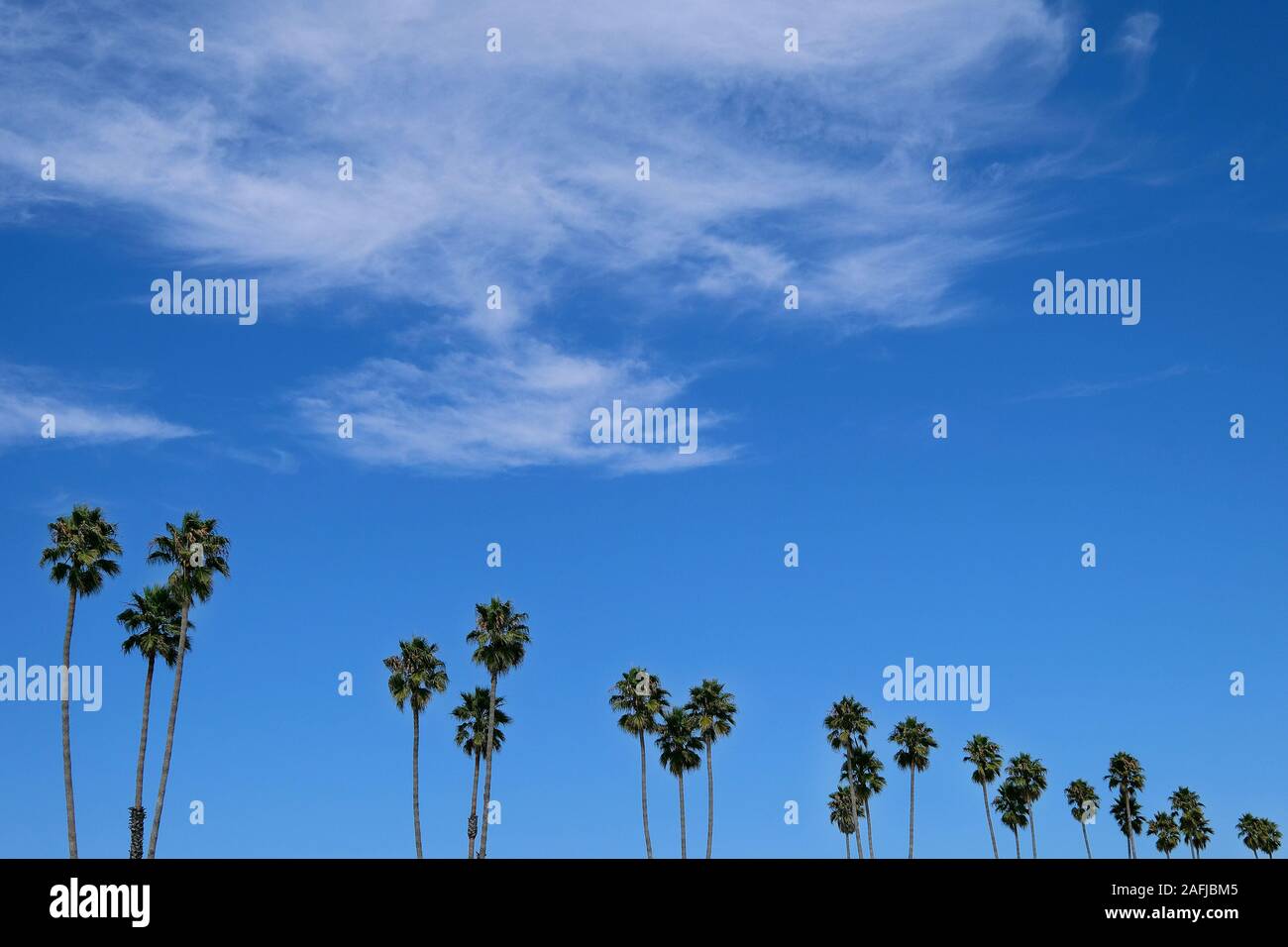 Palm trees in front of blue sky, Santa Cruz, California, USA Stock Photo