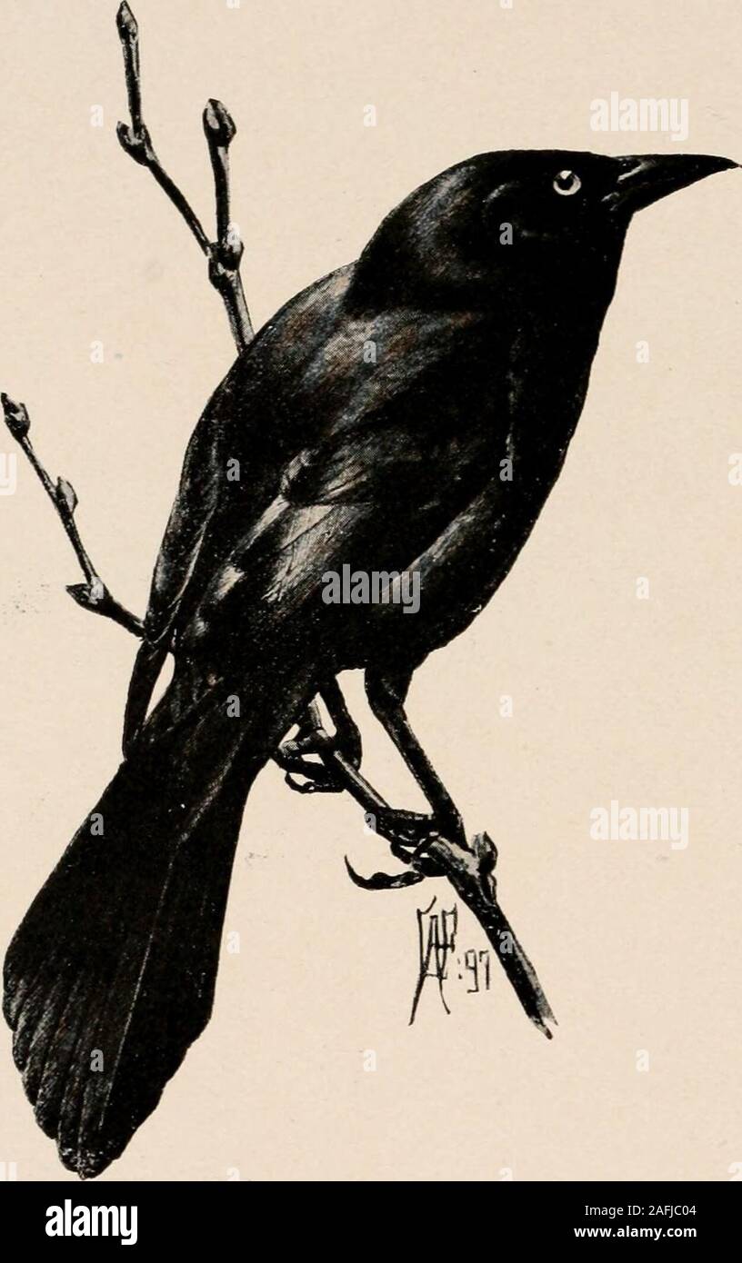 Introduction to zoology; a guide to the study of animals, for the use of secondary schools;. FIG. 277. — Scarlet tanager (Piranya erythomelas). most part, on seeds. The commonest representatives arethe Introduction to zoology; a guide to the study of animals, for the use of secondary schools;. FIG. 277. — Scarlet tanager (Piranya erythomelas). most part, on seeds. The commonest representatives arethe