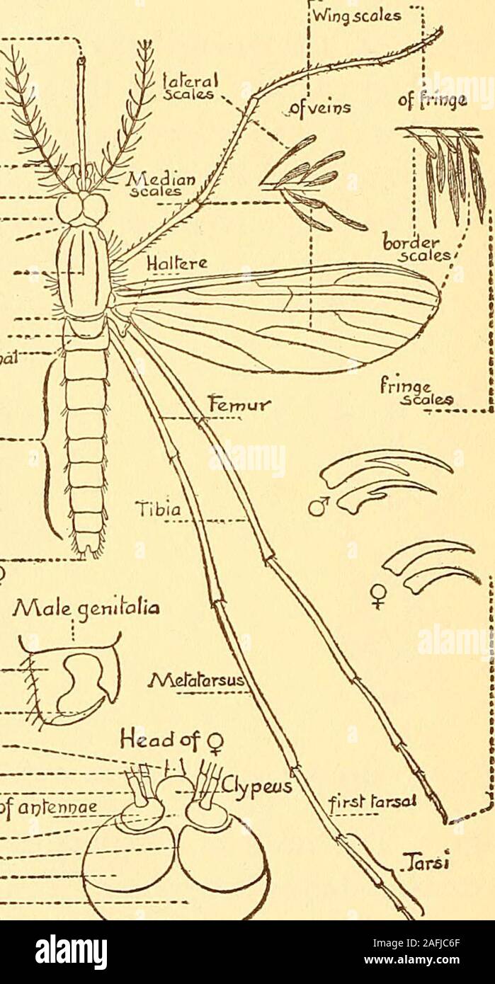 . A practical study of malaria. the head. The antennae, composed of from fourteen to sixteen joints,arise from papillae immediately in front of the eyes, scantilyhaired in females, beautifully plumose in males. The proboscis projects from the middle of the anteriormargin of the head at its lowest plane. The proboscis is highlycomplex. It is composed of a labrum and epipharynx, a hypo-pharynx, two mandibles, two maxillae, and a labium whichforms a sheath for the other parts. The maxillae and mandi-bles serve for piercing the skin. The epipharynx conducts the 6 &2 THE STUDY OF MALARIA blood or o Stock Photo