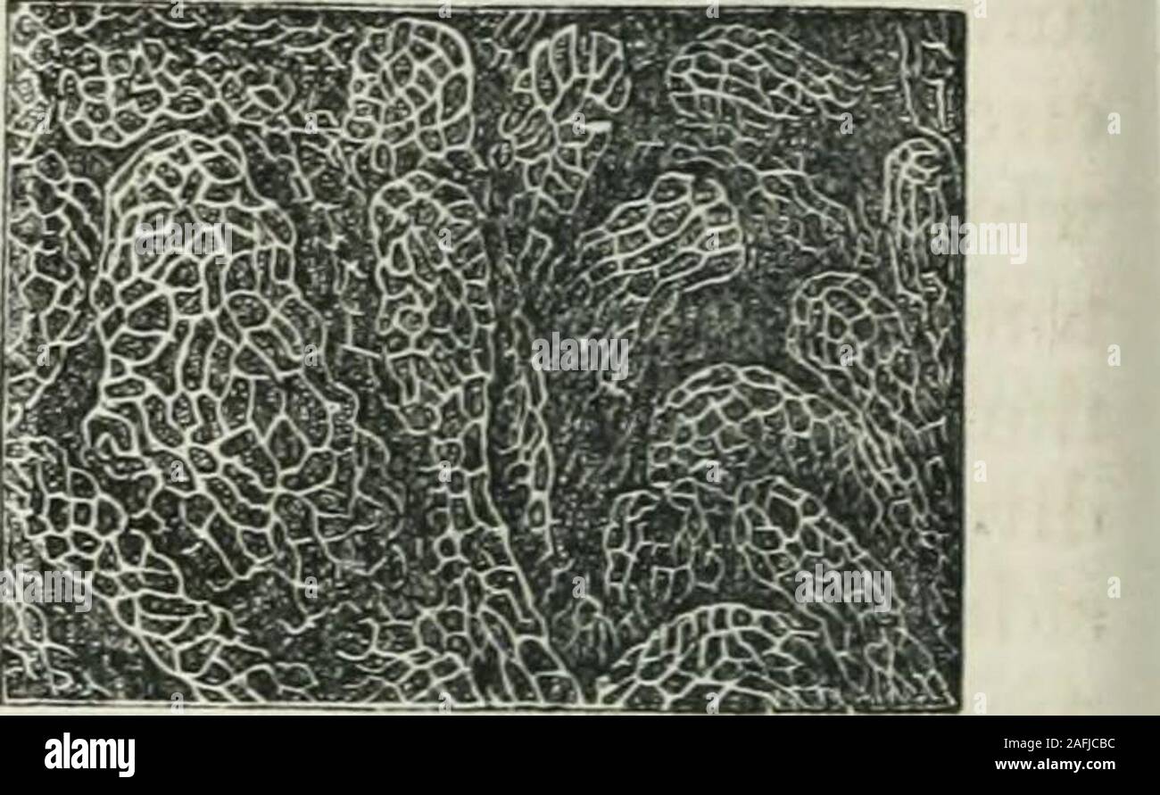 . Human physiology. Muscular Coat of the Ileum. 1, 1. Peritoneal coat