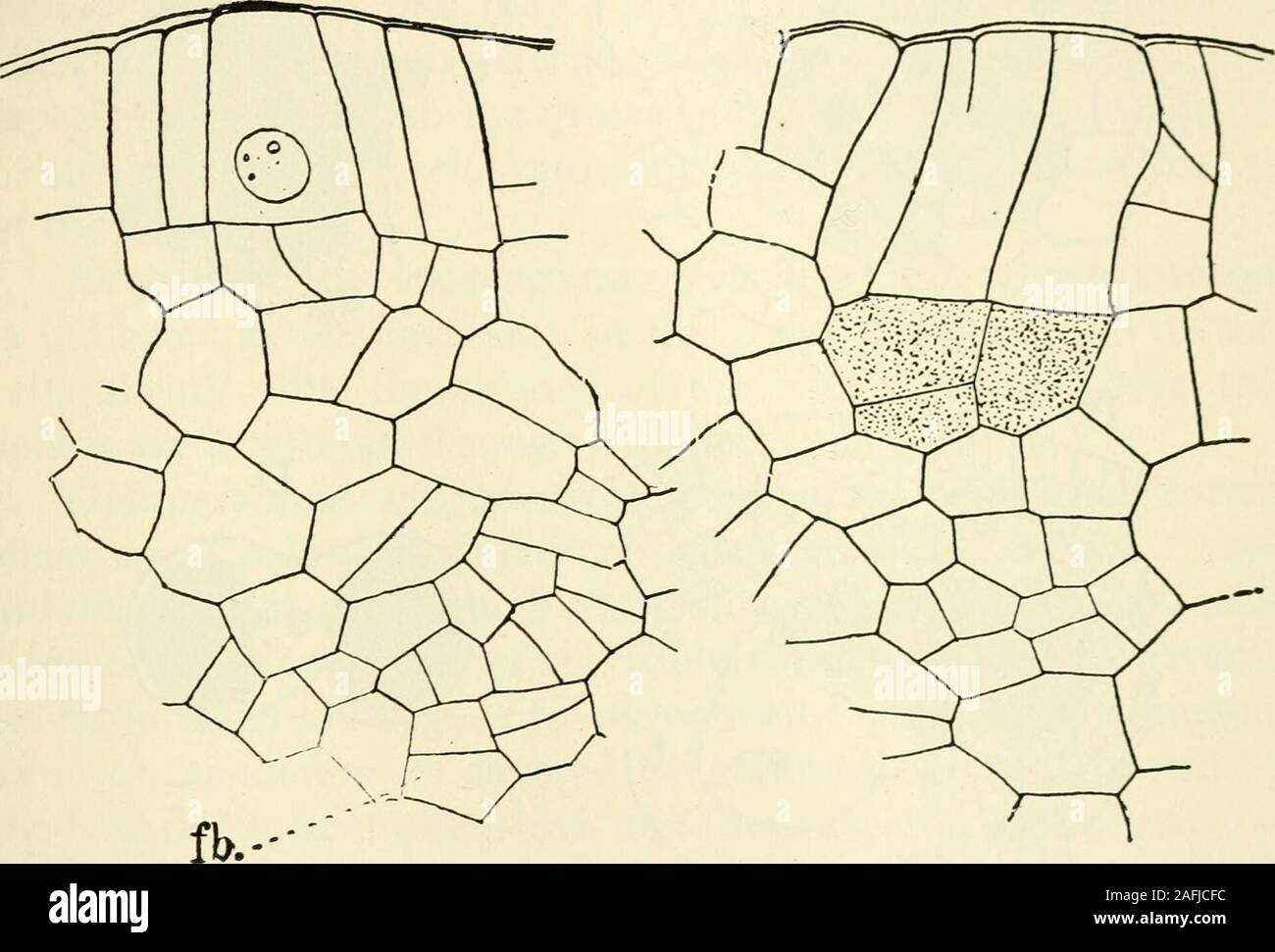 . The structure and development of mosses and ferns (Archegoniatae). VII PTERIDOPHYTA—FILICINE^—OPHIOGLOSSACEJE 255 arate an inner archesporium from the outer cells, destined toform the wall of the sporangium. Between the young spo-rangia the cells form sterile septa. The cell-groups which formarchesporia, and those which develop into sterile septa, aresister-cell groups. All of the sporogenous tissue cannot be traced back to theprimary archesporial cell, as later secondary sporogenous tissuemay be formed by further periclinal divisions in the outer cellsof the sporangium. A transverse section Stock Photo