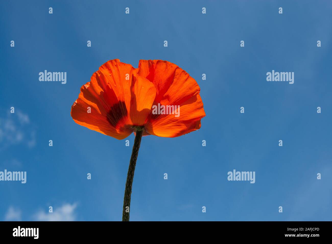 Blooming poppy flower head on a blue sky background with copy space ...