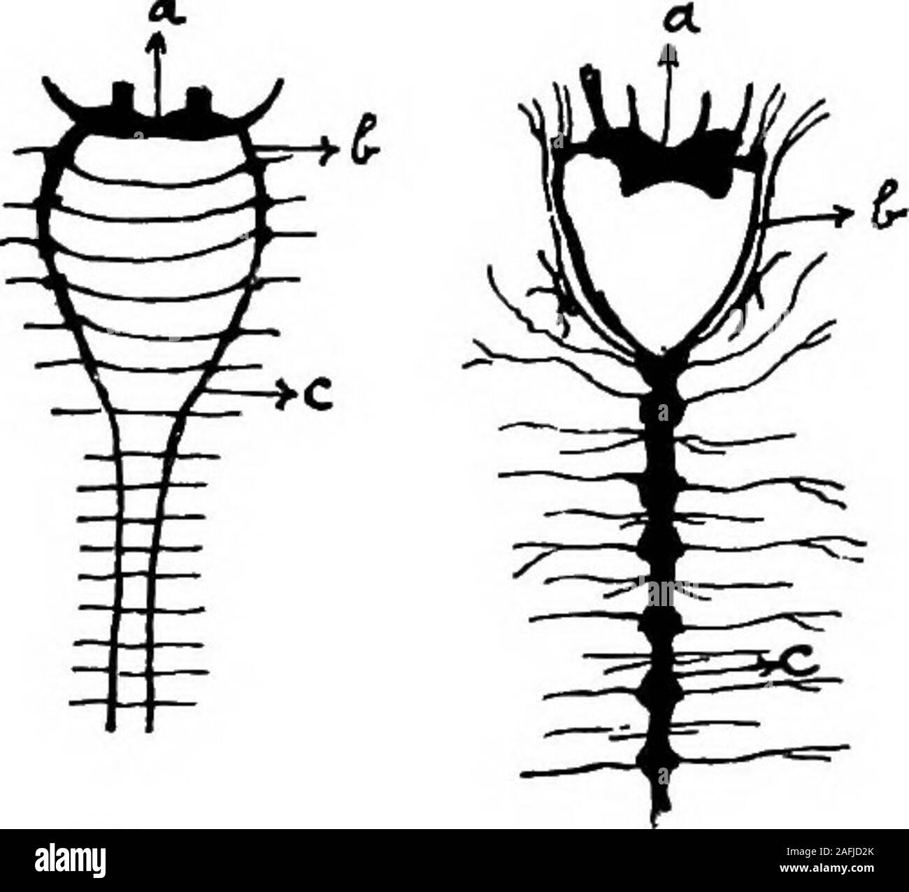 . The physiology of the Invertebrata. ABCFig. 62.—Nervous Systems of Polych^;ta. A = Polynbe squamata. B = SabelUi Jlahellata. C = Nereis a = cerebral ganglia. b = oesophageal commissures.c = longitudinal commissures of ventral ganglia, Lumhricus are seen to contain a large number of nerve-cells along with the nerve-fibres. This is a characteristicfeature of Lumhricus and Peripatus. In Hirudo the nerve- PHYSIOLOGY OF THE INVERTEBRATA. 323 cells are confined to the ganglia; in this respect the nervesof the leech are like those of Astacus and the spinal cord ofthe Vertebrata. The nervous system Stock Photo