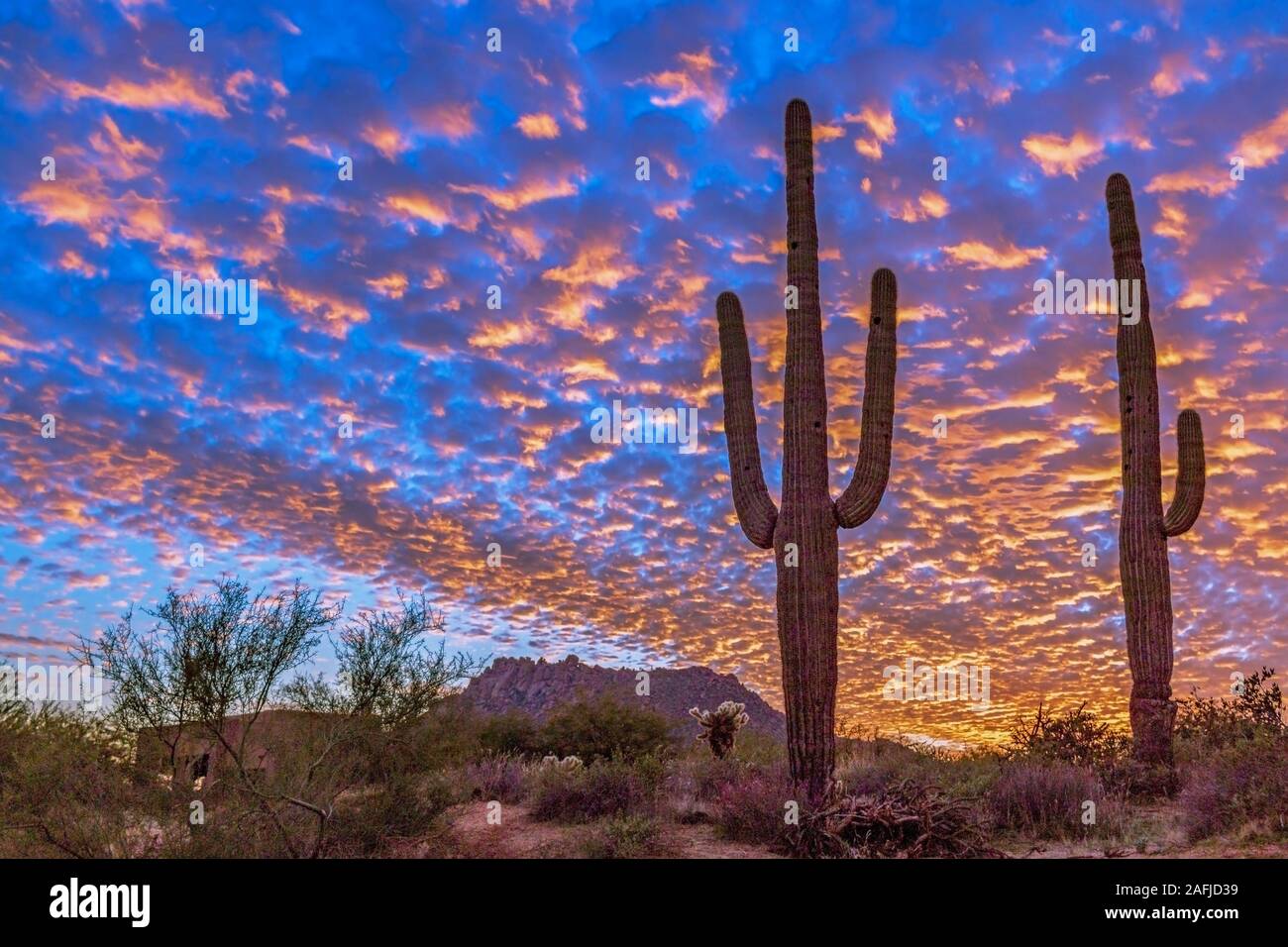 Colorful and epic Arizona Sunset Landscape With Cactus in Foreground Near Scottsdale. Stock Photo