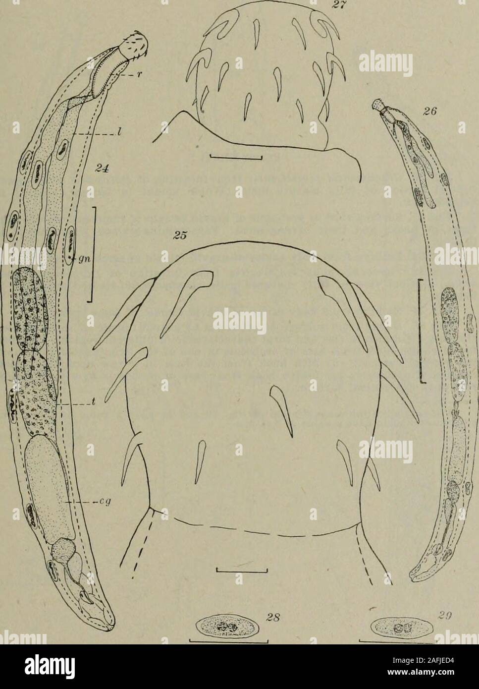 . Bulletin. Pl^TE XXVI * Fig. 24. Neoechinorhijnchus crassus. n. sp., from intestine of Catostomuscommersoiiii. Optical section of mature male, showing arrangement of internalorgans and relative thickness of body-wall. Hematoxylin-stained whole-mount indamar. Pig. 25. Surface view of proboscis of same individual. Fig. 26. Octospinifer macilentus, n. sp., from intestine of Catostomus com-mersonii. Optical section of mature male. From hematoxylin-stained whole-mount in damar. Fig. 27. Surface view of proboscis of same individual. Fig. 28. NeoecMnorhynchus crassus. Embryo from body-cavity of grav Stock Photo