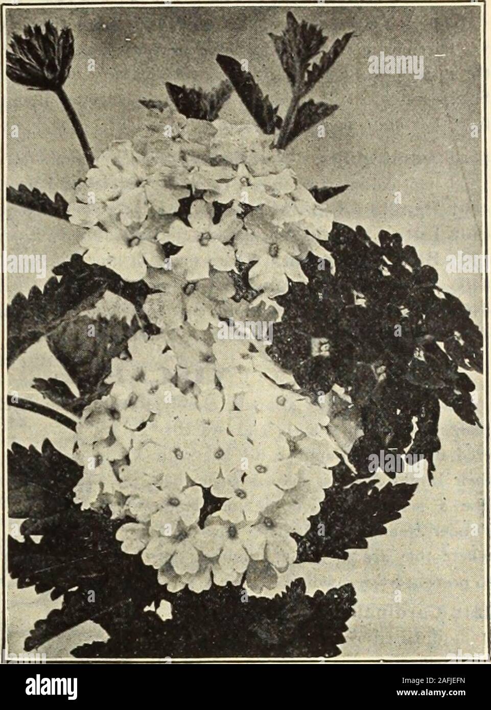 . Dreer's garden book 1915. oz., 15 cts 5 VINCA (Madigascar Periwinkle, or Old Maid). Ornamental free-blooming plantsflowering bedding plants we have,early indoors or in a hot-bed, butthey begin blooming in August fromseed sown out of doors in May, or assoon as the ground is warm, con-tinuing until frost; or they may bepotted and kept in bloom throughthe winter; a fine cut flower, everybud opening when placed in water.2 feet. (See cut.) 4381 Rosea. Rose, dark eye. . 4382 — Alba. White, crimson eye. 4383 — Alba Pura. Pure white.4390 —Mixed All the colors. J oz., 30 cts and one of the most satis Stock Photo