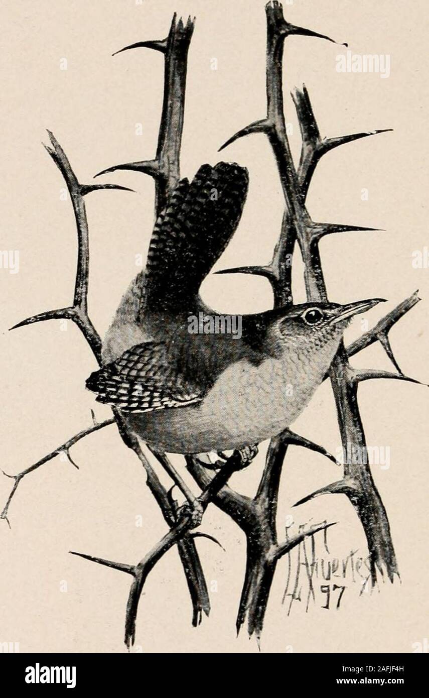 . Introduction to zoology; a guide to the study of animals, for the use of secondary schools;. l(&gt;it. - - Brown creeper(Ccrithia familiar if).. FIG. 270. -- House-wren (Troylodyt.es aedon). species can be said to be commonly known except tocareful observers of birds ; for during the migrationsthey hide in thickets, and are extremely shy. The Vireonidae include the vireos, or greenlets, bright,handsome, and exclusively American birds. The com- THE ENGLISH SPARROW AND ITS ALLIES 289 monest species are the red-eyed vireo (Fig. 272) and theyellow-throated vireo. The Laniidae, or shrikes, are of Stock Photo