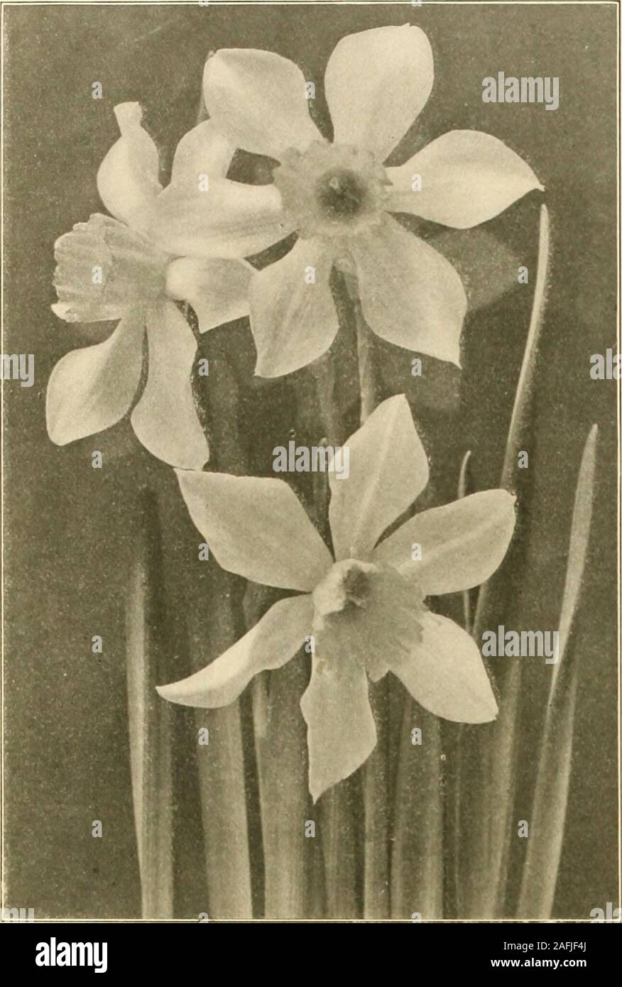 . Farquhar's autumn catalogue : 1913. Naicissus Cyclaminei: Six bulbs of one variety sold at dozen rate; 25 at IOO rate; 250 at IOOO rate. 22. R. & J. FARQUHAR & CO., BOSTON.NARCISSI OR DAFFODLS-Continued. NARCISSUS JONQUILLA OR JONQUILS. The delicately graceful forms, delicious fragrance, and deep yellowcolor of their blossoms have made the Jonquils favorites of the amateurand necessities with the florist. They are easily forced, and if startedearly, may be flowered by Christmas, or even earlier. Plant six oreight bulbs in a six-inch bulb pan, covering the crowns half an inch,and treat them Stock Photo
