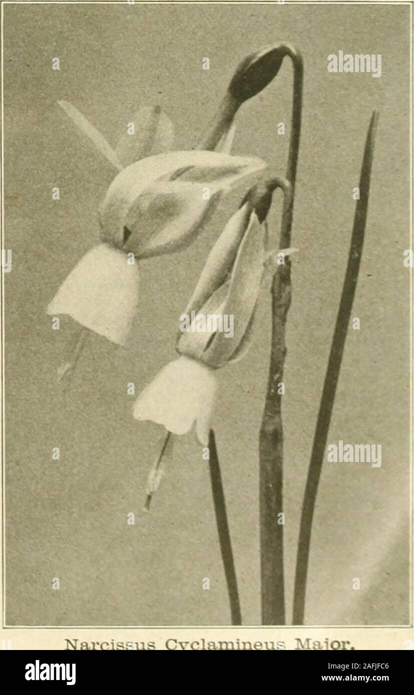 . Farquhar's autumn catalogue : 1913. w Cyclamen-flowered Daffodil.) The earliest of all Daffodils; a charming little flower of very distinc* form. The trumpet is rich yellow and tube like, wliile the perianth is reflexed Hke a Cyclamen; a valuable dwarf specie for the rock garden or for naturalizing in grass or shady places. $.75 per doz.; $5.00 per 100; $45.00 per 1000. Narcissus Leedsii, White Lady. NARCISSUS TRIANDRUS AND TRIANDRUS HYBRIDS. Triandrus Albus. (White Cyclamen-flowered Narcissus or AngelsTears.) Very interesting and beautiful small Daffodil with creamywhite pendulous flowers; Stock Photo