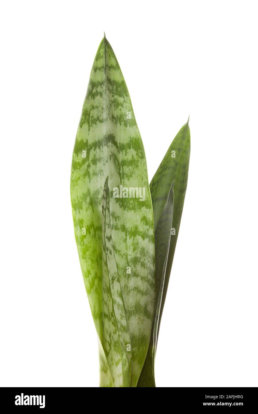 Viper's bowstring hemp isolated on white background. Snake plant. Stock Photo