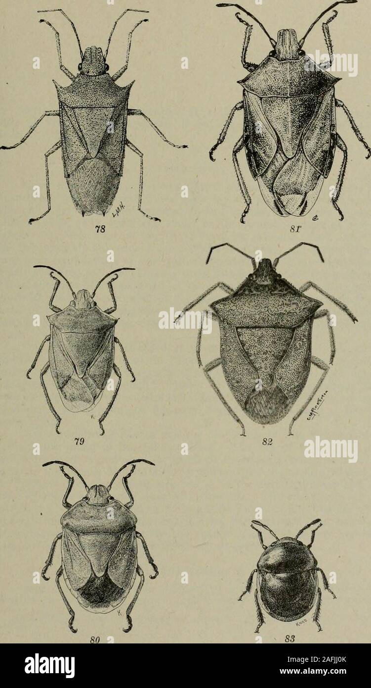 . Bulletin. Plate XXITypical PentatomoideaFig. 78. Soliiliea jmgnax.Fig. 79. Thyanta perditor.Fig. 80. Chlorochroa uMeri.Fig. 81. Poclisus niaculiventris.Fig. 82. Euschistus variolarius.Fig. 83. Corimelaena jmlicaria. Plate XXI. Article VIII.—Acinitlwccphala from the Illinois River, with Dcscri/^-tioiis of Species and a Synopsis of the Family Neoechinorhchidac.*Bv H. J. Van Cleave. Introduction There has been no published record of extensive study upon theAcanthocephala from fresh-water hosts for any part of North America.The only regional studies pursued in this country have been those ofLint Stock Photo
