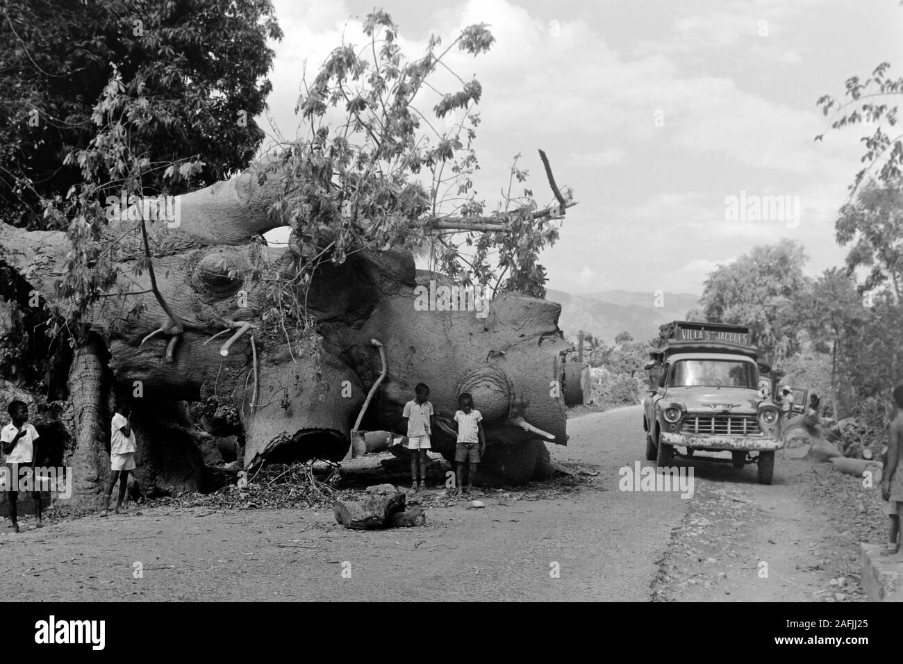 Gefallener Kapokbaum am Wegrand, 1967. Fallen Kapok by the side of the road, 1967. Stock Photo