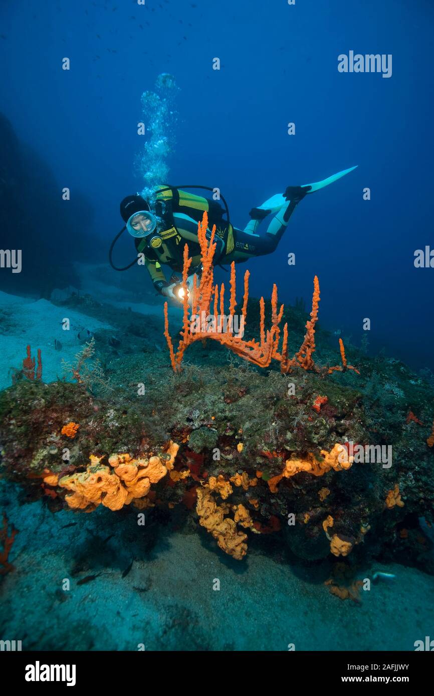 Scuba diver watches a Mediterranean sponge (Axinella cannabina), Bodrum, Turkey Stock Photo
