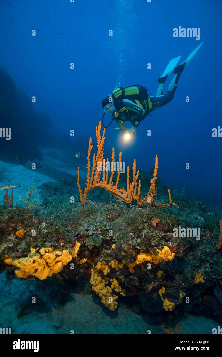 Scuba diver watches a Mediterranean sponge (Axinella cannabina), Bodrum, Turkey Stock Photo