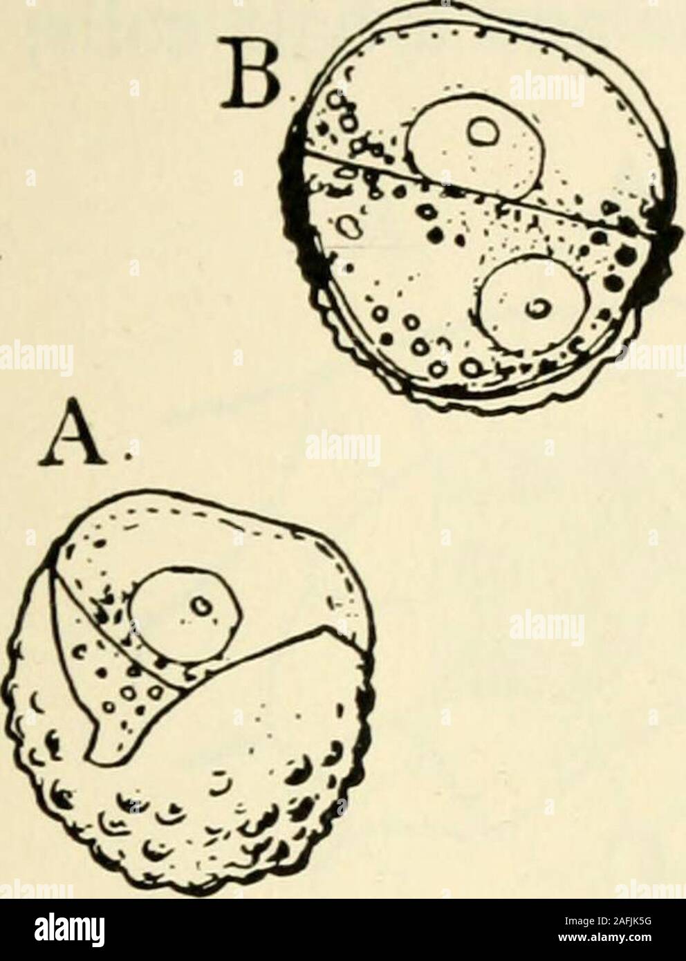 . The structure and development of mosses and ferns (Archegoniatae). In B. lunaria, according to Hofmeister ((i), p.308), the archegonia are mostly formed upon the ventralsurface. A section of the prothallium shows that the superficial tis-sues are composed of relatively transparent cells, while the innertissue, especially toward the ventral side of the thallus, has verydense contents, there being an oily substance present, as well as vu PTERIDOPHYTA—FILICINE^—OPHIOGLOSSACEJE 239 granular matter. In these cells is found an enckjphytic fungus,which probably acts as a mycorhiza. Multicellular ha Stock Photo