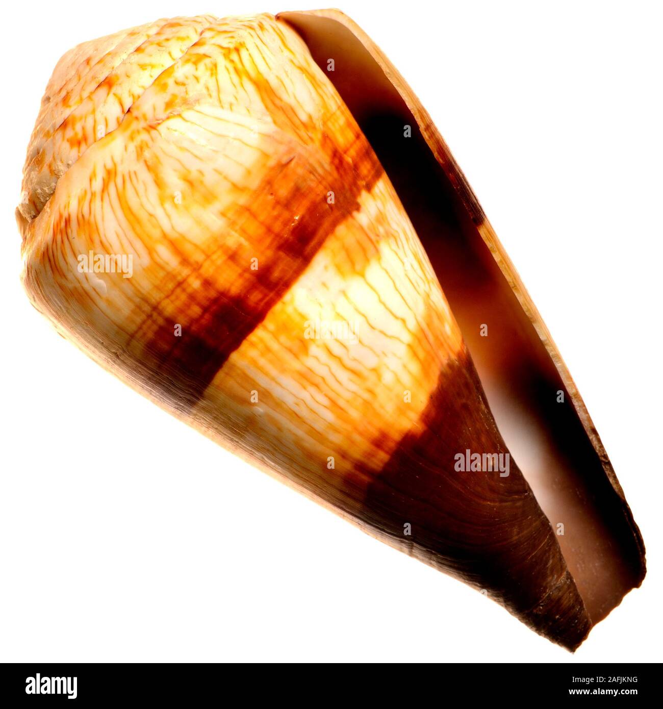 Soldier Cone shell (Conus miles) c8cm. E.Africa. Stock Photo