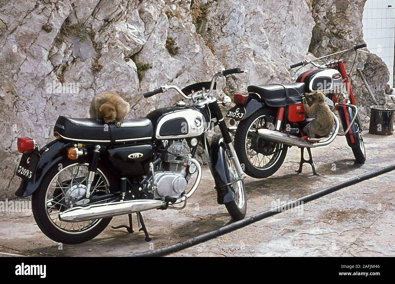 monkeys motorcycles