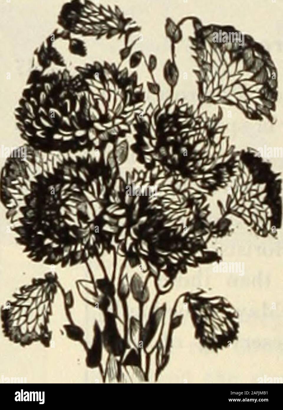 . Dreer's garden book 1915. r T^r, 7/w ffm.  &gt;^. J^^. Rhodanthe. RiciNUS Zanzibariknsis (Castor Oil Bean). RICINUS (Castor Oil Bean) Ornamental plants of stately growth and picturesquefoliage, with Urilliant colored fruit, producing sub tropi-cal effect; fine for lawns, massing or centre plants forbeds. PER PKT. 3861 Borboniensis. Green foliage; 1.) feet. Peroz., 15 cts 5 3863 Gibsonl. Deep red foliage; 5 feet. Per oz., lo cts 5 3862 Cambodgiensis. The main stem and leafstalks are shining ebony, leaves large, regularlydivided and richly colored. The foliage assumes different shades as the Stock Photo