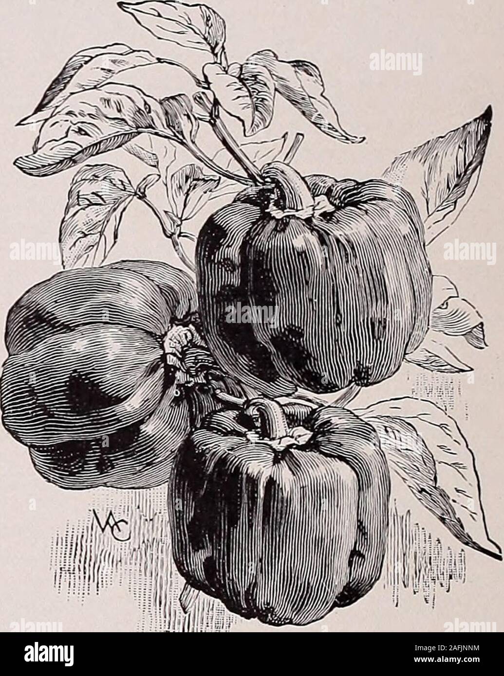 . Beckert's garden, flower and lawn seeds. ds.Pkt. 5 cts., oz. 30 cts. CHINESE GIANT. Of enor-mous size, early and very productive;fruit bright scarlet and of thick blockyform; flesh thick and extremely mild.Pkt. 5 cts., oz. 45 cts. RUBY KING. Bright red pods,about 5 inches long and 3 or 4 inchesthick; mild and pleasant in flavor.Pkt. 5 cts., oz. 30 cts. SWEET MOUNTAIN. Enor-mous mild-flavored pods, much usedcts., oz. 30 cts. RUBY GIANT. and color of the forme A cross between Ruby King and Chinese Giant, retaining the shapewith the size of the latter. Pkt. 5 cts., oz. 30 cts. NEAPOLITAN. Earli Stock Photo