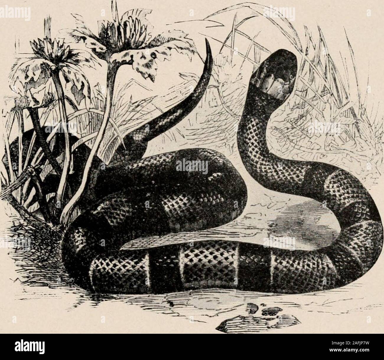 Introduction to zoology; a guide to the study of animals, for the use of  secondary schools;. FIG. 259. — Eutfenia, garter-snake, dorsal view. Photo,  by E. R. D. absence of eyelids.