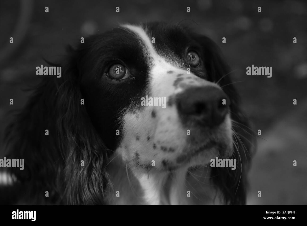 Black and White Rescued Springer Spaniel close up outdoors Stock Photo