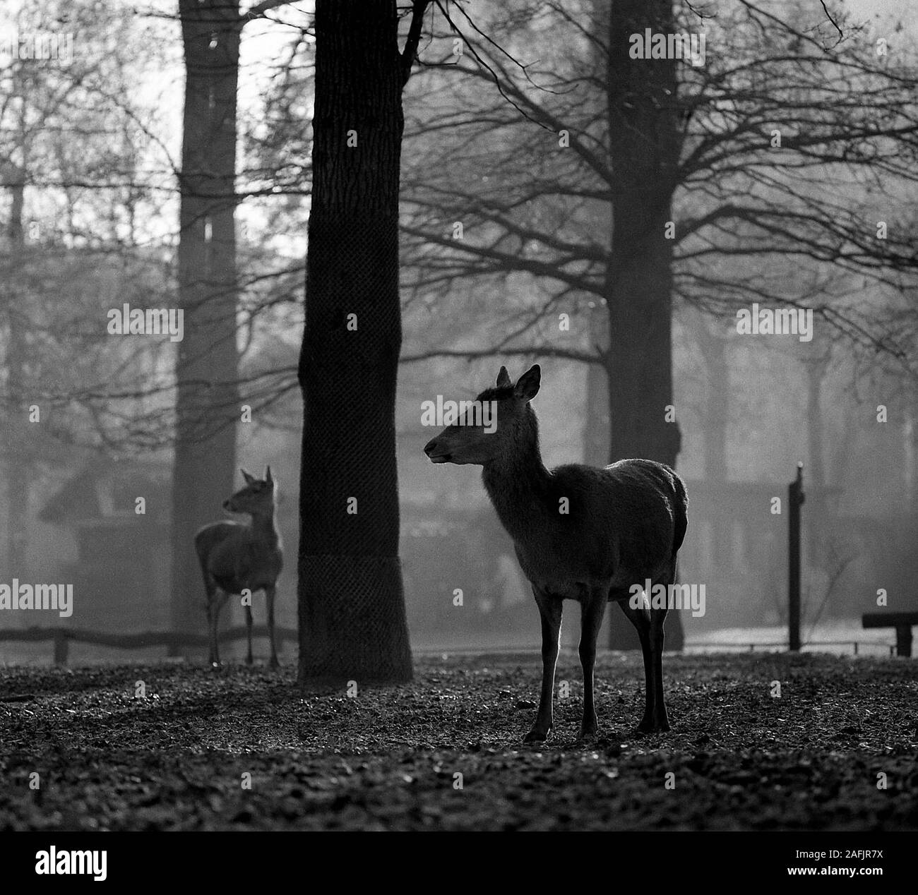 Deers at Berlin Zoological Garden in Berlin. Stock Photo