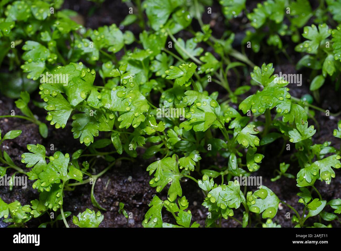 Celery young plant seeding Stock Photo