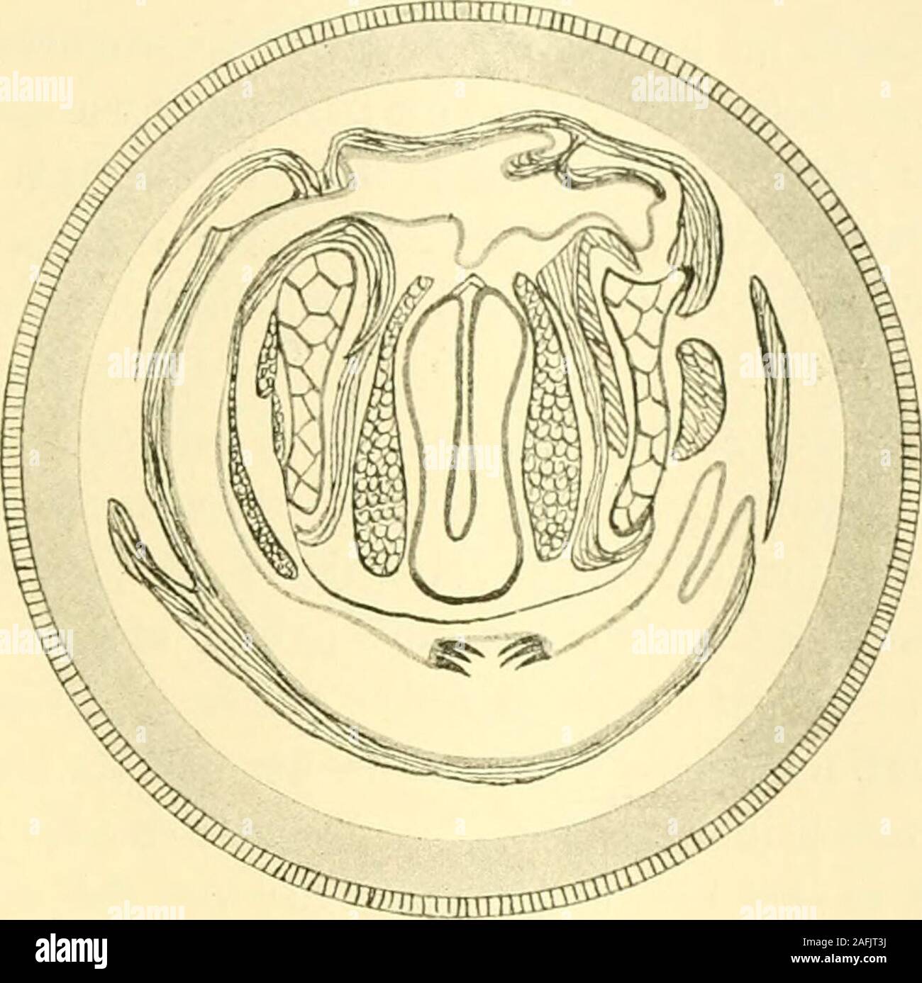 . Zeitschrift für wissenschaftliche Zoologie. niedrigen